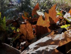 Dökülen Yapraklarla Doğal Gübreleme Yöntemi