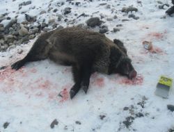 Ezrurum'da Ekili Alanlara Zarar Veren Yaban Domuzları İmha Ediliyor