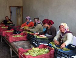 İslahiye'nin Yaş Üzümü İhracata Hazır Hale Getirildi!.