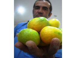 Afrika’dan Erzin Portakalını Tanıtmak İçin Geliyorlar