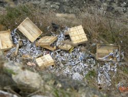 Kayalıklara Atılmış Kasalar Dolusu Çinekop Bulundu