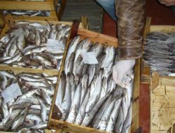 Küçük Boyda Lüfer Avlayan 18 Kişiye İdari Para Cezası