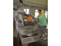 Tariş Zeytinyağı Alım Kampanyasını Başlattı