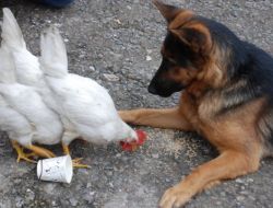 Gece İşyerini Gündüz Tavukları Koruyor