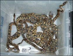 Vücuduna Bağlı 14 Piton Yılanı Ve 10 Kertenkele İle Gümrükte Yakalandı