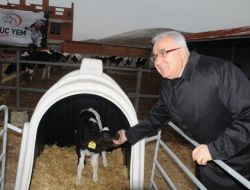 Çorum'da Çiftçilere 300 Damızlık Düva Dağıtıldı