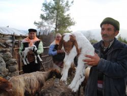 Toroslar Oğlak ve Kuzularla Şenlendi