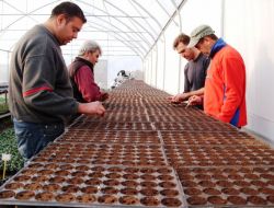 Söke Belediyesi Yeni Serayla Üretim Kapasitesini Arttırdı