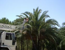 İzmir'de Palmiye Kurutan Kırmızı Böceğe Karşı 22 Bin Ağaç İlaçlandı
