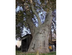 Bu Ağaçlara Dokunan Yandı