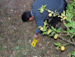 Suç Aletini Emniyet Müdürlüğünün Bahçesine Attı