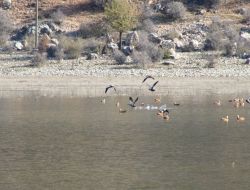 Kurumaktan Kurtarılan Avlan Gölü Yeniden Kuşların Mekanı Oldu