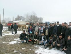 Pasinler'de Simental Irkı Hayvanlar İle Batıya Göçün Önüne Geçilecek