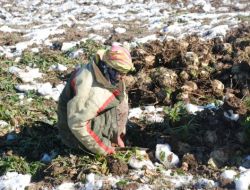 Muş’ta Çiftçiler Kar Altından Şeker Pancarı Çıkarıyor