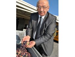 Çetin: Edremit Körfezi’nde Zeytin Hasadı Yaklaşık Bir Ay Geç Başladı