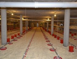 Öğretmenlik Hayaliydi, Şimdi İse Tavuk Çiftliği Sahibi