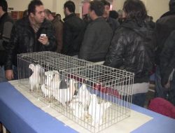 Şebap Güvercinleri Çorlu’da Görücüye Çıktı