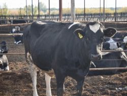 İnek Tek Seferde Dördüz Doğurdu