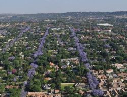 Afrika’ya Bahar, Binlerce Mor Jakaranda Ağacıyla Geldi