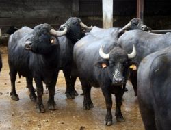 Bitlisliler Proje İle Manda Yetiştirecek