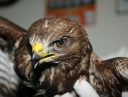 Yaralı Doğana Çevreci Belediyeciler Sahip Çıktı