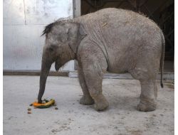 İzmir'in Bebek Fili 350 Kilo Oldu