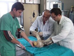 Yaralı Mısır Akbabası Tedavi Altına Alındı