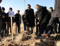 100 Dekara 5 Bin Badem Fidanı Dikildi