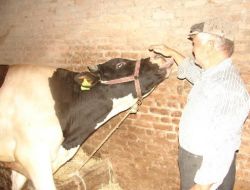 Manavgat'ta Şap Aşısı Çalışmaları Yüzde 98 Oranında Tamamlandı