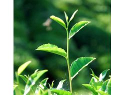 Çaykur Üreticisine 32 Milyon Lira Ödüyor