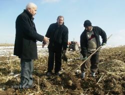 Pasinler'de 6 Bin Ton Şekerpancarı Tarlada Kaldı, Üretici Kara Kara Düşünüyor