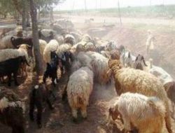 Sınırda 700 Kaçak Hayvan Ele Geçirildi