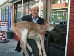 Pasinler'de İyi Olacak Buzağı Veterinerin Ayağına Gidiyor