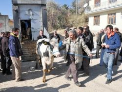Devletten Çiftçiye Gebe İnek Desteği