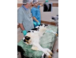 Doğumda Annesinin Basmasıyla Bacağı Kırılan Buzağı Ameliyata Alındı