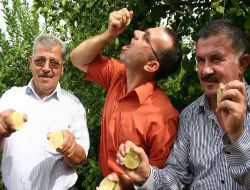 Erdemli Ziraat Odası Başkanı Dölek, Domuz Gribine Karşı Limonu Tavsiye Etti