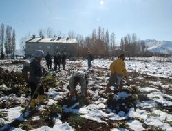 Muş Ziraat Odası: Devlet, Zarar Eden Pancar Çiftçisine Destek Vermeli