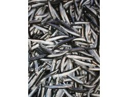 HAMSİNİN FİYATI UÇTU!..