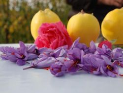Safranbolu'da Altın Kadar Değerli Safran Hasatı Başladı