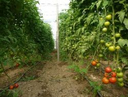 Kozanlı Seracılar Pazar Sıkıntısı Yaşıyor