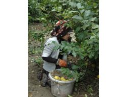 Çukurova’da Narenciye Kesecek Eleman Aranıyor