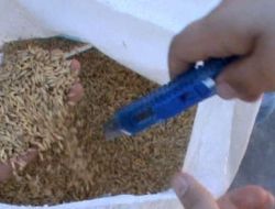 Hayvan Yemi Yerine Arpa İhraç Etmek İstediler