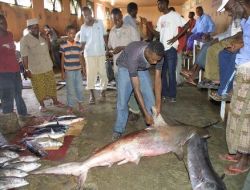 Somali’de Balıkçılık Ekmek Kapısı Olmaya Devam Ediyor