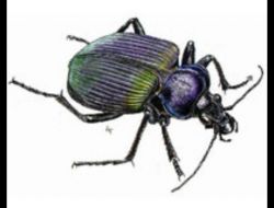 ‘terminatör’ Böcekler Orman Koruma Görevinden Tam Not Aldı