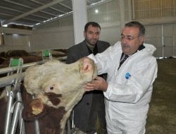 Hibe Desteği İl Muş’a 200 Büyükbaş Hayvan Getirdi