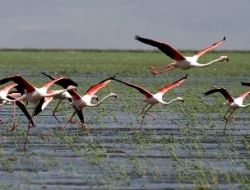 Sultan Sazlığı Yeniden Kuşların Uğrak Yeri Oldu