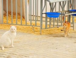 Belediye, Farelerle Mücadele İçin Sokak Kedilerini Besliyor