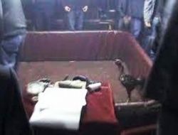 Horoz Dövüştürmek İçin Kıraathaneyi Ringe Çevirmişler