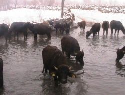 Bitlis'te Besici Desteği İle Başlatılan 'Manda Islahı' Sürüyor