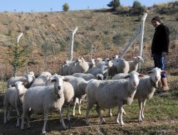 Şizofrenler Meyve Sebze Yetiştirip Koyun Besleyerek İyileşiyor